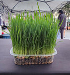 Wheatgrass/Microgreen