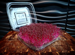 Amaranth Microgreen