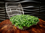 Borage Microgreen