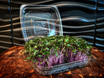 Red Acre Cabbage Microgreen