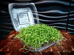 Cilantro Microgreen