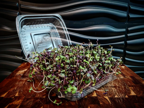 Purple Radish Microgreens  (Farmers Market)