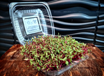 Beet Microgreen