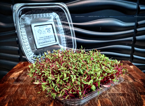 Beet Microgreen