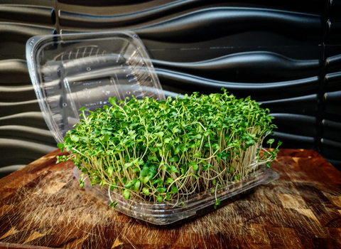 Broccoli Microgreen