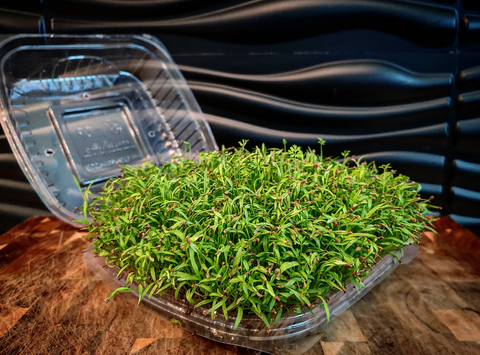 Carrot Microgreen