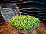 Green Basil Microgreen