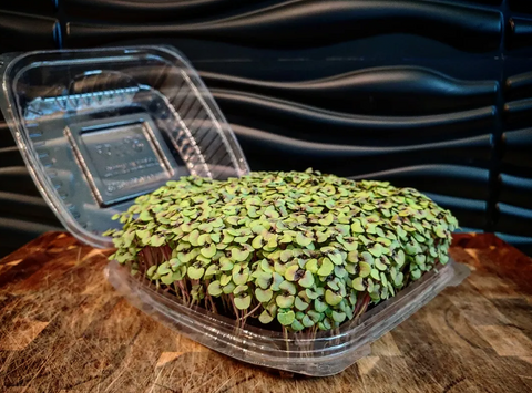 Purple Basil Microgreen