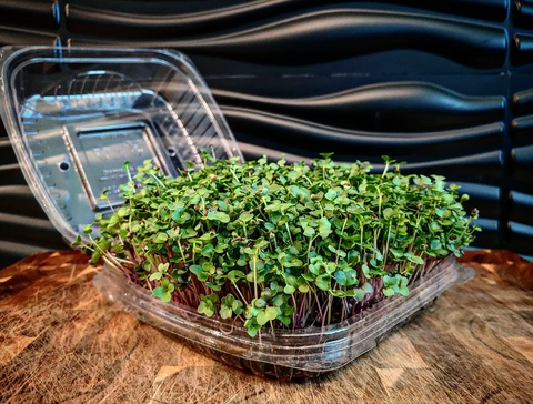 Mix: Kale, Kohlrabi, and Arugula Microgreen